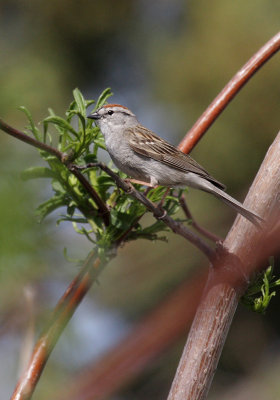 Chipping Sparrow(Spizella passerina )