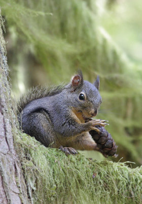 Douglas Squirrel(Tamiasciurus douglasii)