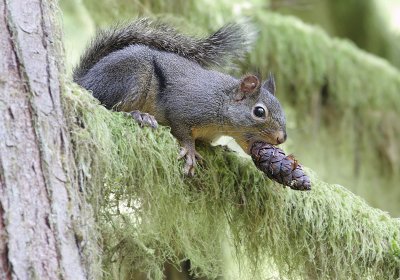 Douglas Squirrel(Tamiasciurus douglasii)