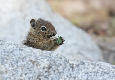 Golden-Mantled Ground Squirrel(Spermophilus saturatus)