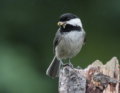 Black Capped Chickadee(Poecile atricapilla)