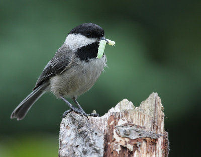 Black Capped Chickadee(Poecile atricapilla)
