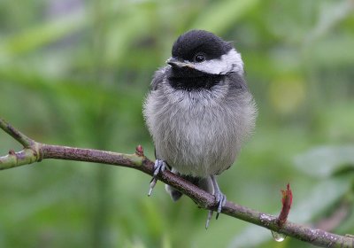 Black Capped Chickadee(Poecile atricapilla)fledgling