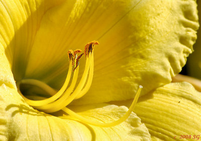 Secret Life of the Yellow Lily