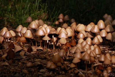 Mushrooms After the Rain
