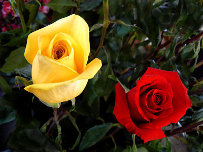 For the Love of  Two Roses