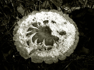 Toadstool First Snow