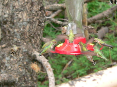 Hummingbirds, Sandia Pk