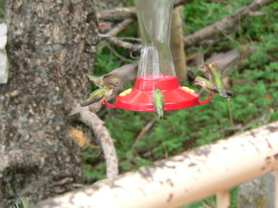 Hummingbirds, Sandia Pk