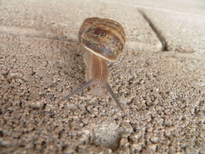 snail, Jenny's yard
Albuquerque