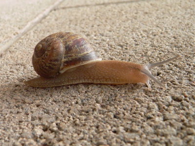 snail, Jenny's yard
Albuquerque