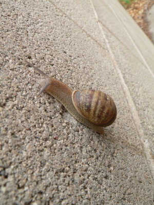 snail, Jenny's yard
Albuquerque