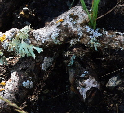 lichens
Sandias