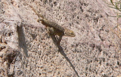 lizard 
note stumpy tail
the Box RA
