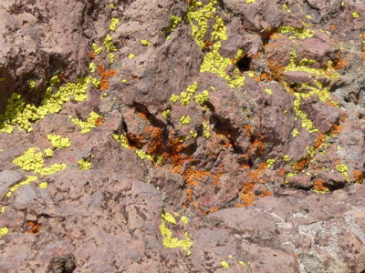 lichens on rock
the Box RA