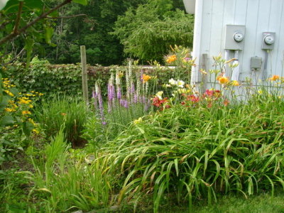 Our Daylilies
by Janet