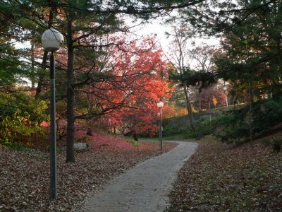 Path and my favorite tree
[Mountain Maple]