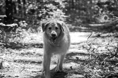 max (6 yrs) at the chattahoochee - bw