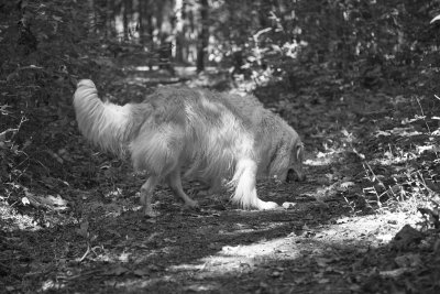 max (6 yrs) at the chattahoochee - bw