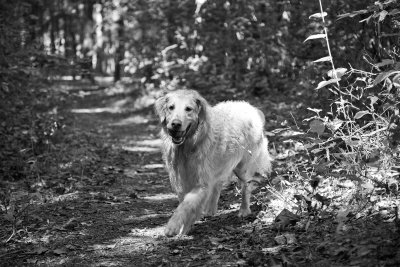 max (6 yrs) at the chattahoochee - bw