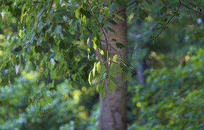 leaves