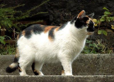 orthodox polish cat