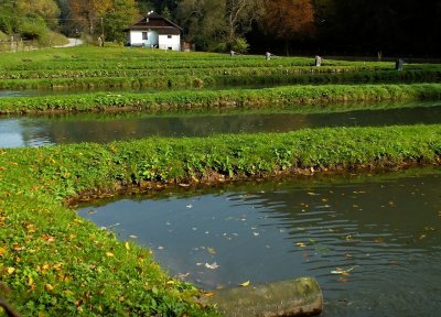 trout`s farm