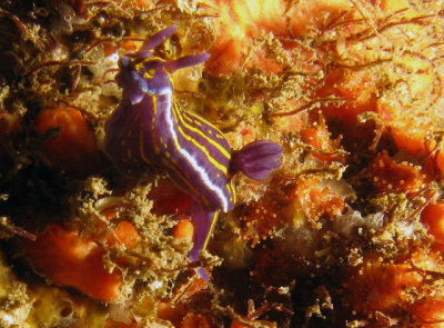 Nudibrnquinho