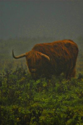 Scottish Highlander cow