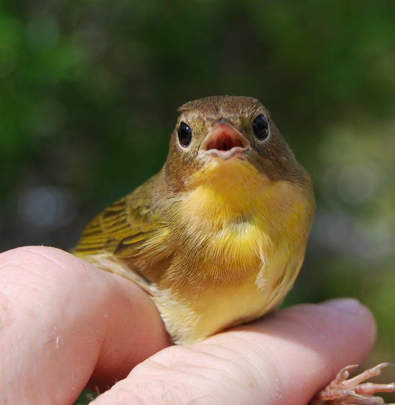 Common Yellowthroat_cutie.JPG