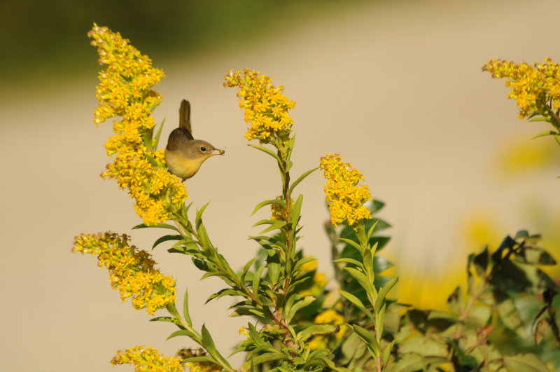 Common Yellowthroat_imm or female