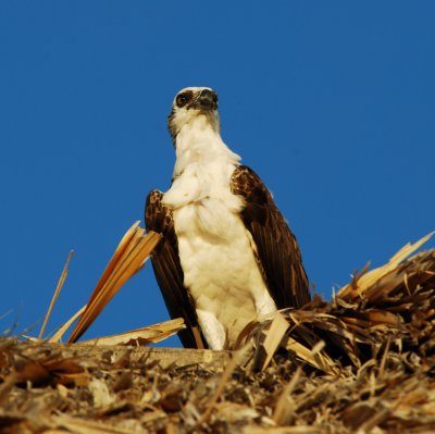 Osprey_el palacio_1.JPG