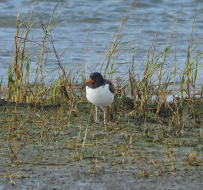 American Oystercatcher_HY_Sea Isle NJ_1_Nov 08 SGS.jpg