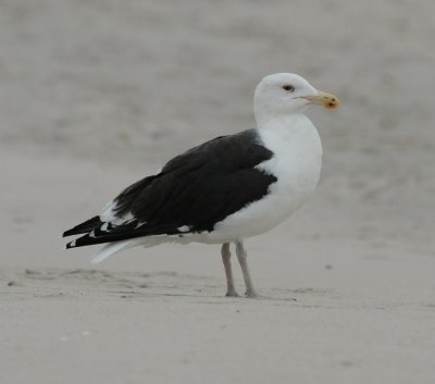 Great Black-backed Gull_Cape May_1_SS.jpg