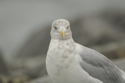 Herring Gull