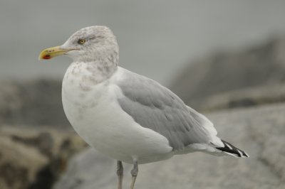 Herring Gull