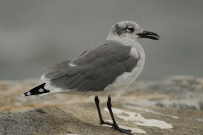 Laughing Gull