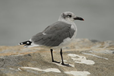 Laughing Gull