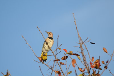 Yellow-shafted Flicker