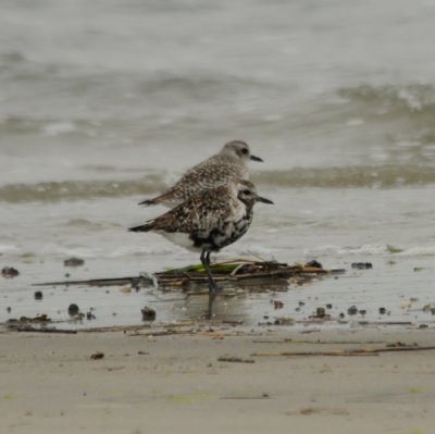 Black-bellied Plover_ad molting to basic