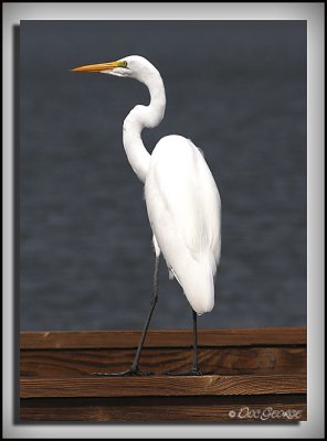 Great Egret