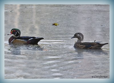 Wood Duck Pair