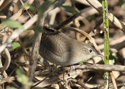 House Wren