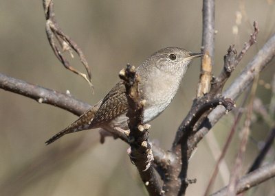 House Wren