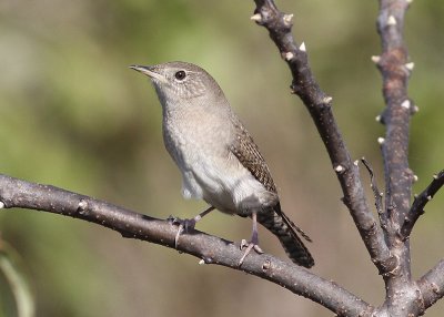 House Wrens