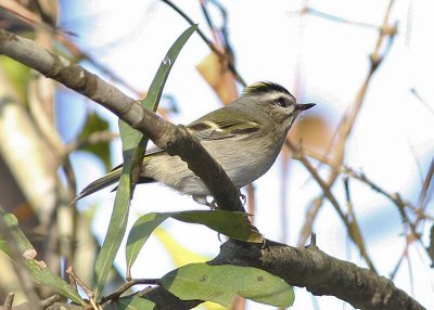 Golden-crowned Kinglet