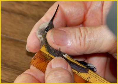 Measuring a wing