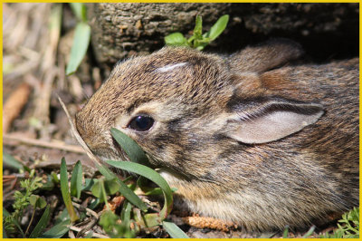 Baby Cottontail