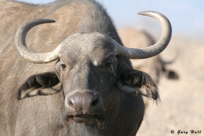 Cape Buffalo - Samburu - National Reserve - Kenya.jpg