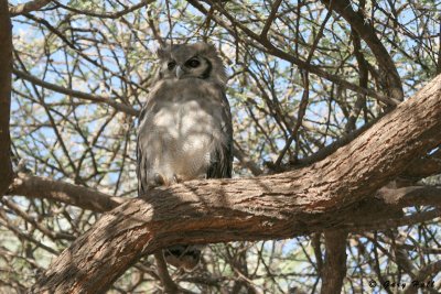Eagle Owl - Samburu National Reserve - Kenya.jpg